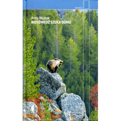 Niedźwiedź szuka domu